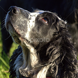 Tilly by Chrissie Barrow -  