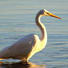 Great Egret