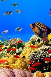 Flying fish