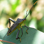 Eucalyptus Tip Bug/Gumtree Bug
