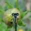 Common Bluetail or Senegal Bluetail (Male)