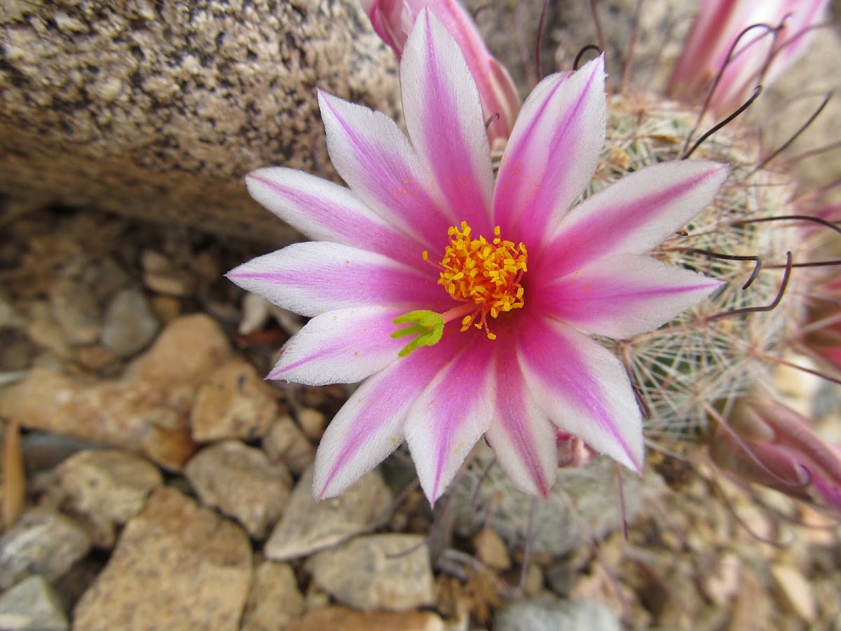 Pincushion cactus