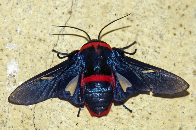 Picture-winged Leaf Moth