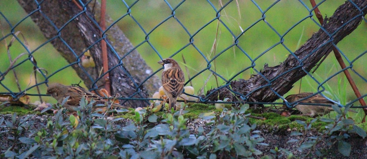 The House Sparrow