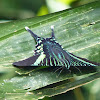 Swallowtail Moth