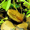 Copperhead snake