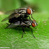 Flesh fly