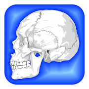 Human Body Facts 1.05 Icon