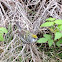 Chestnut sided warbler