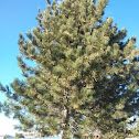 Eastern white pine