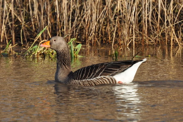 Greylag goose | Project Noah