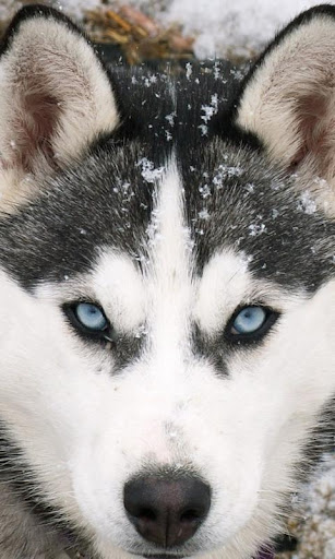 Husky Dog Wallpapers