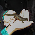 Iberian ribbed newt