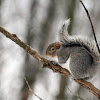 Eastern gray squirrel - ecureuil gris