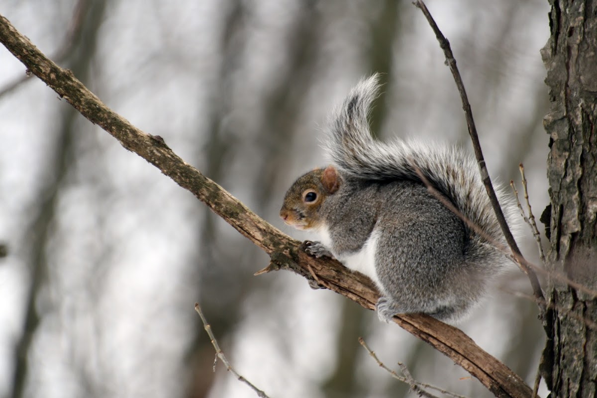Eastern gray squirrel - ecureuil gris