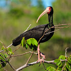 Tapicuru-de-cara-pelada(Bare-faced Ibis)