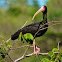 Tapicuru-de-cara-pelada(Bare-faced Ibis)