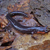 Red-cheeked salamander
