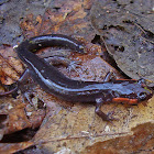 Red-cheeked salamander