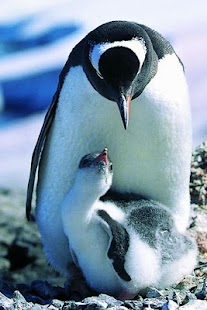 Penguin and Dolphin Wallpaper Screenshots 16