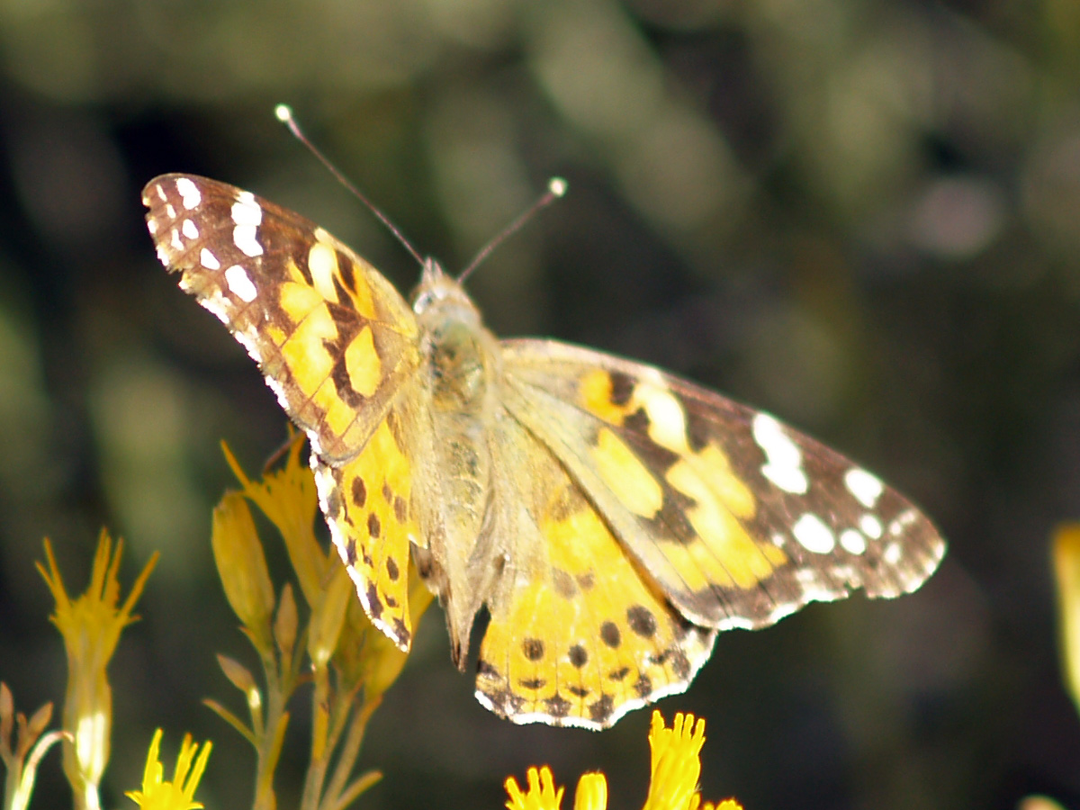 Painted Lady