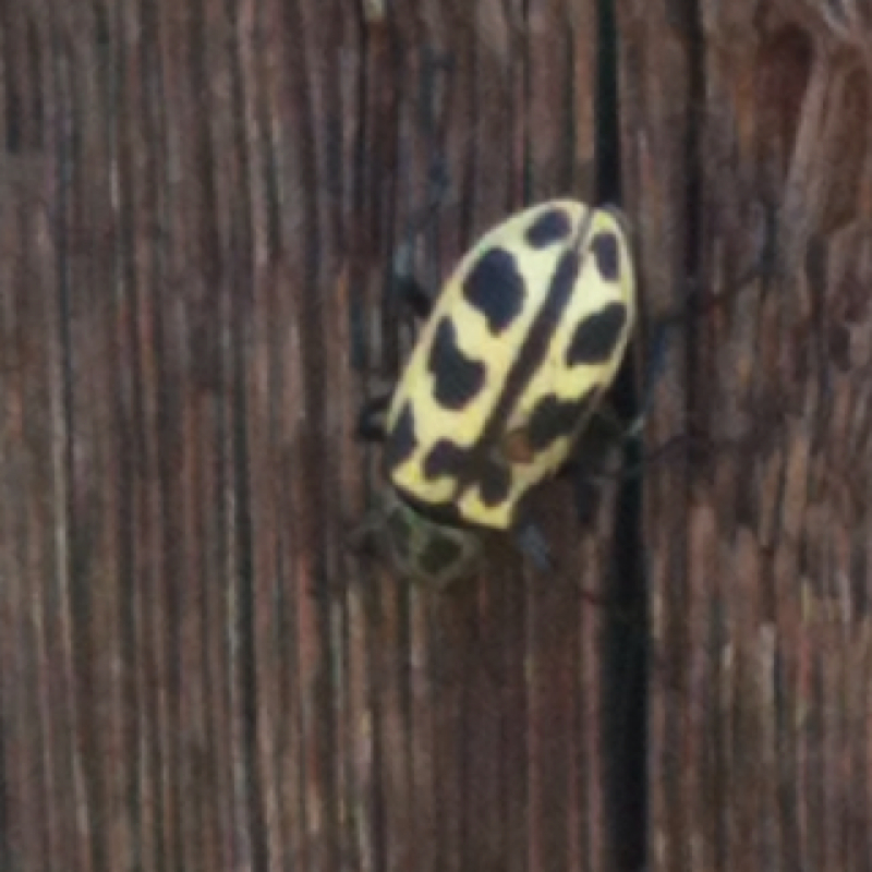 Spotted maize beetle