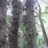 Honeylocust tree