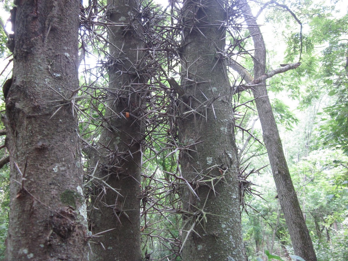 Honeylocust tree