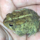 Southern Toad