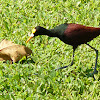 Jacana Spinosa