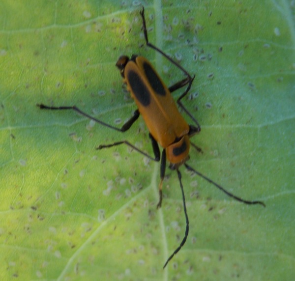 Goldenrod Soldier Beetle Project Noah