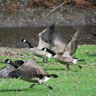 Canada Goose