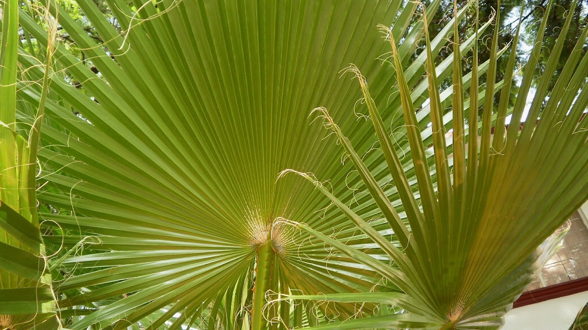 Fan Palm