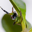 Green jumping spider (Male)