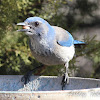 Western Scrub Jay