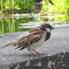 House Sparrow