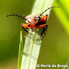 Two-lined soldier beetle