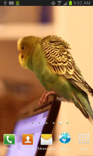 Parrot on Laptop Free LWP