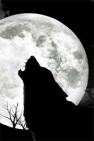 Android application How To Draw Cartoon Wolf screenshort