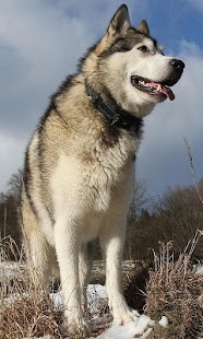 How to mod Alaskan Malamutes Wallpapers 1.0 unlimited apk for laptop