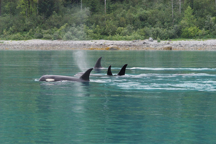 Orcas in Glacier Bay National Park, Alaska.