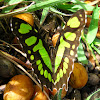 Malachite (Malaquita)