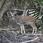 Spotted Deer or Chital