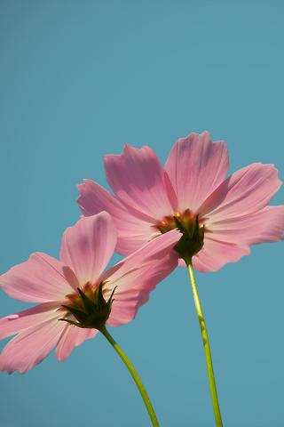 35 Gambar Wallpaper Hd Android Flower terbaru 2020