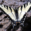 Eastern Tiger Swallowtail