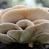 Oyster Fungi
