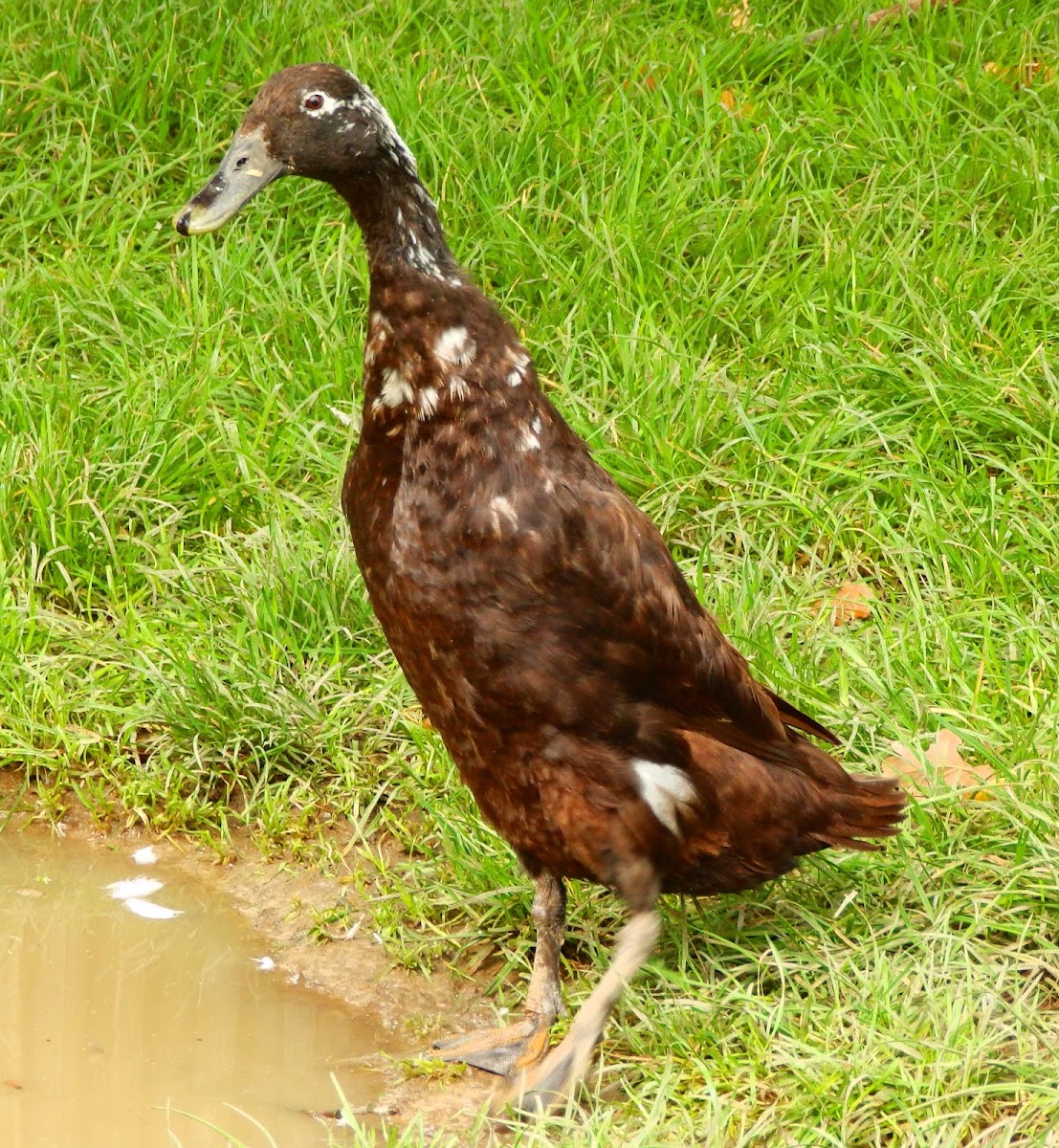 Indian Runner Duck