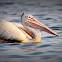 Spot-Billed Pelican