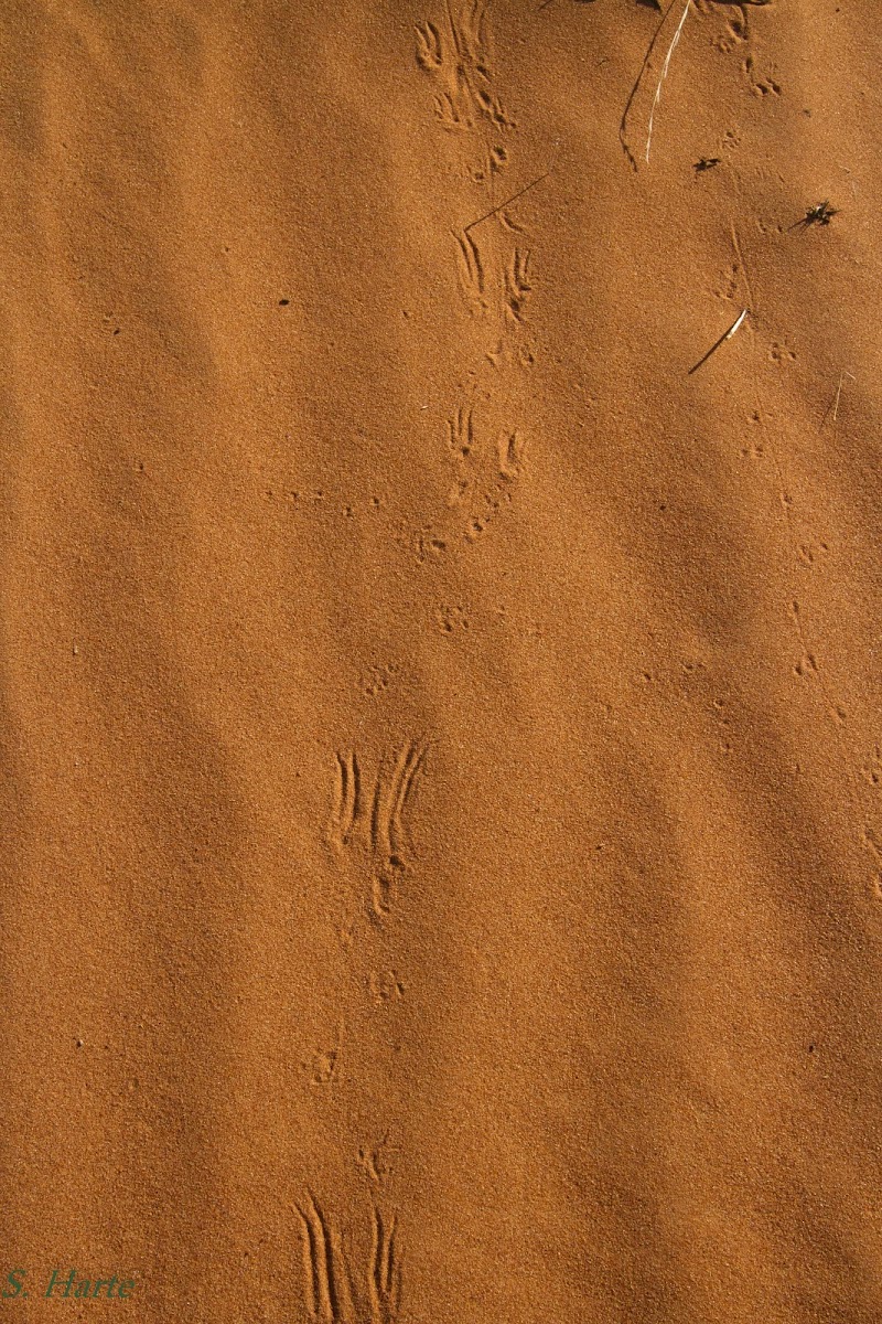 Wildlife tracks in the sand