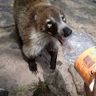 Coatí